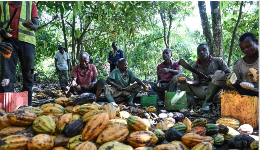 ECONOMIE / Café-cacao : les producteurs rendent hommage au président Alassane Ouattara