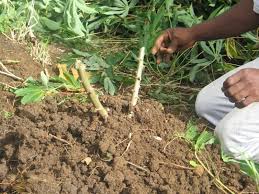 Agriculture/ Des équipements agricoles distribués aux producteurs du centre-Ouest de la Côte d’Ivoire