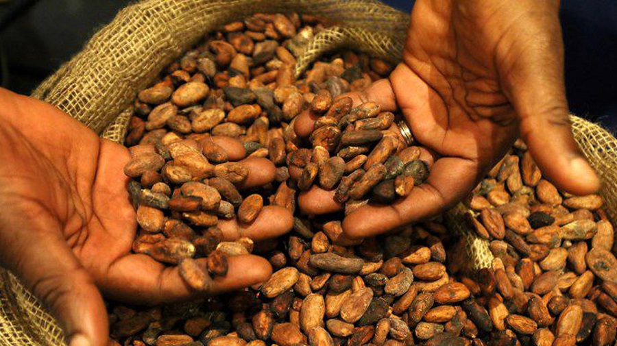 Café-cacao : le gouvernement dresse le rapport de la filière à septembre 2022