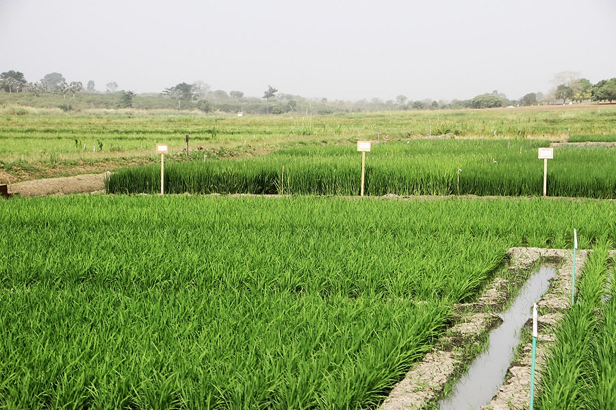 Agriculture : Kobenan Kouassi Adjoumani invite le secteur privé à investir dans la filière rizicole