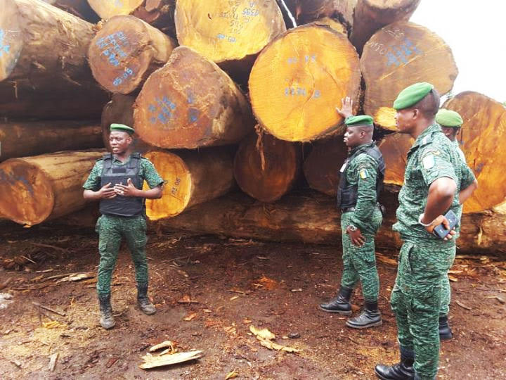 Exploitation du bois de vène : le gouvernement ivoirien y met fin