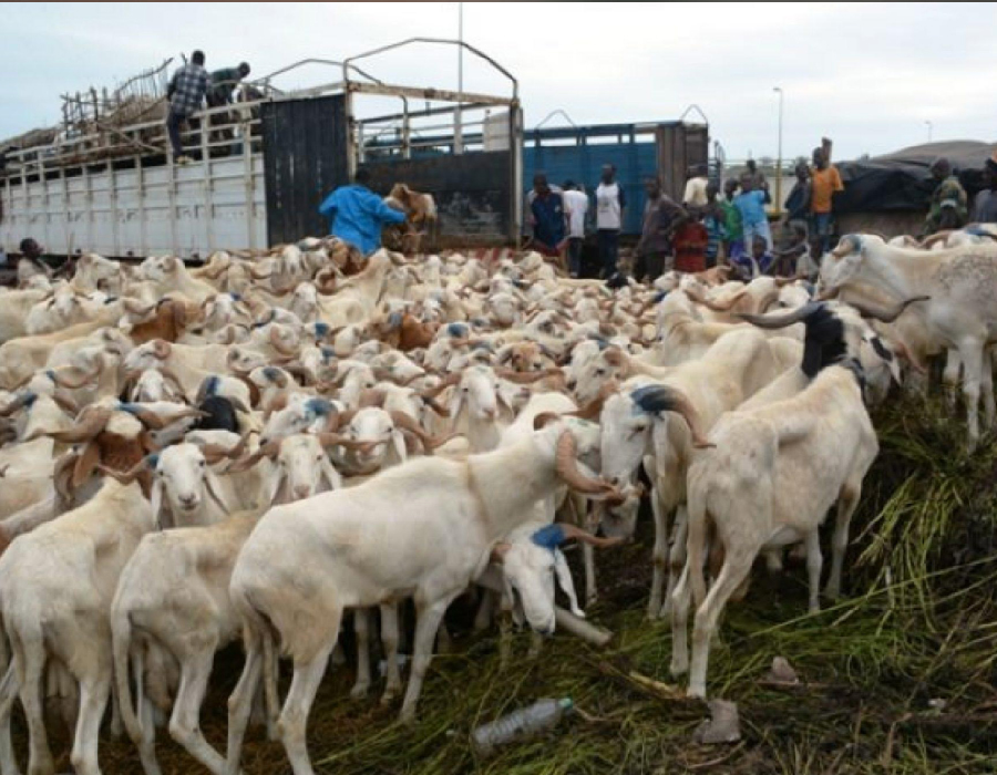 Fête de la Tabasky : l’abattoir de Port-Bouet approvisionné en ovins