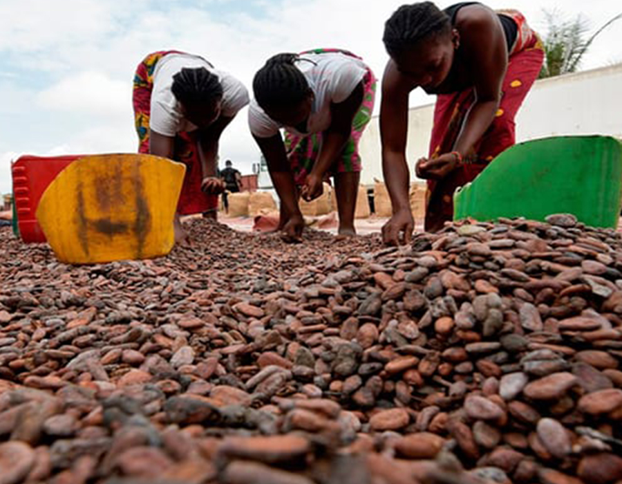 Commercialisation du cacao et du café : le prix bord champ fixé respectivement à 1000 francs et 900 francs le kilogramme